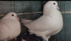 White king master pair